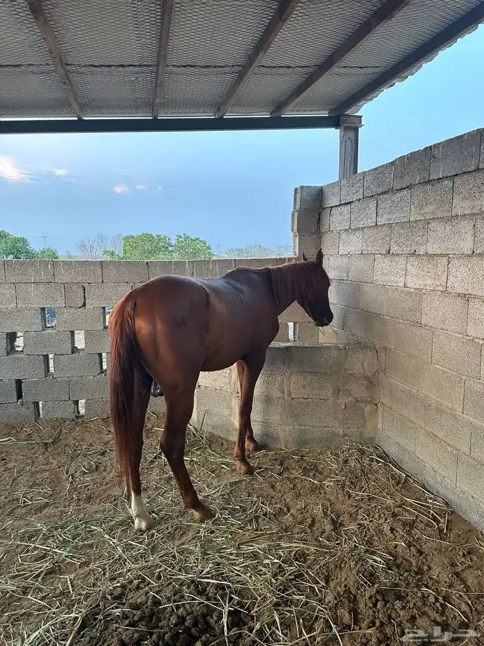 خيل للبيع 0