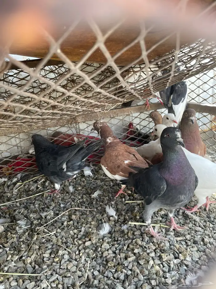 حمام عايدي فيه نوعين فرنسي وعايدي 2