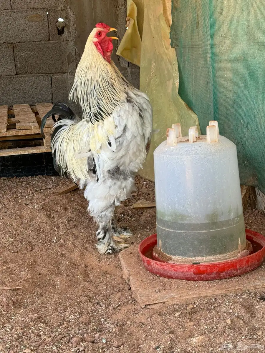 ديك براهما كولمبي 1