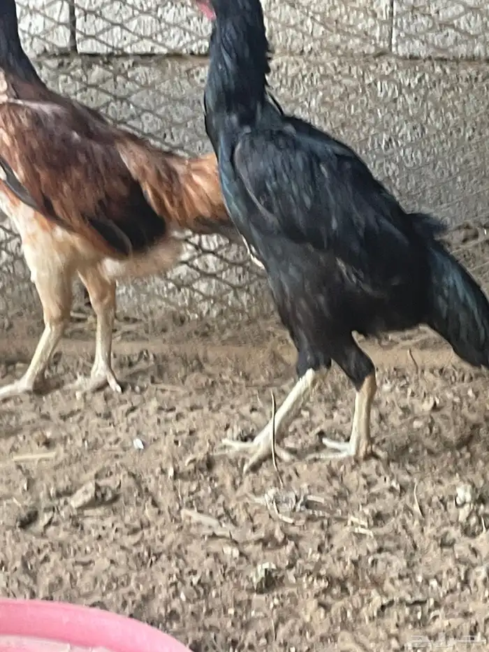 تم تم البيع تم تم البيع 1