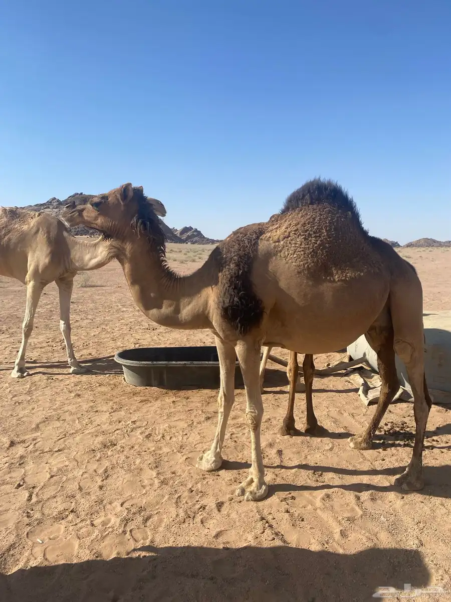 ناقه حمرا لقحه 1