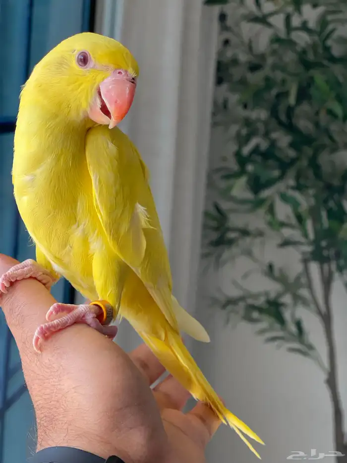 للبيع دره 2