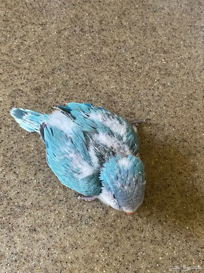 فرخ ببغاء كويكر ( تم البيع ) 1