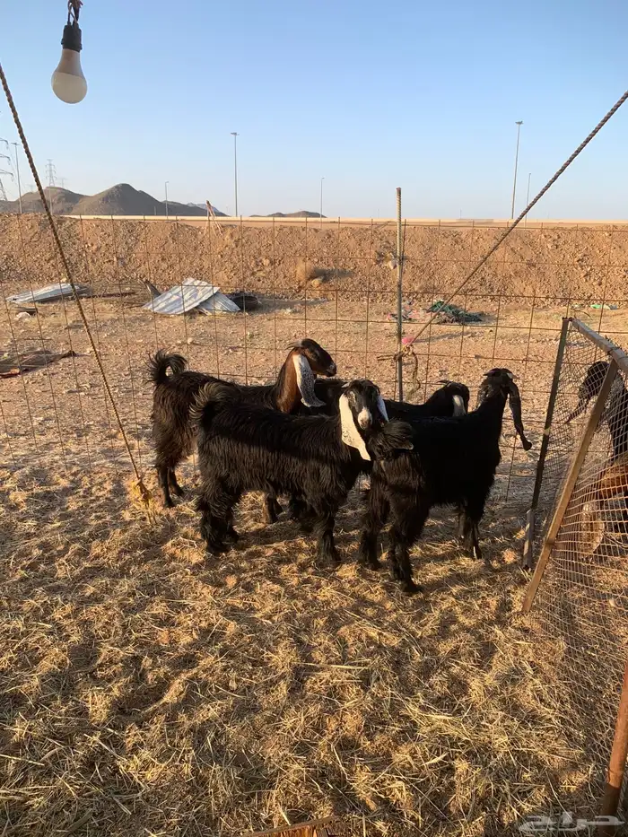 هرفي حري ذبايح مناسبات ذبائح ثلاجه زواجات يوجد صلخ وتوصيل 7