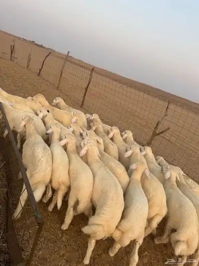 بهم تربية ( تم البيع ) 0
