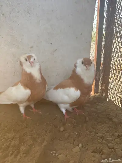 طبه بلغاري عبسي 2