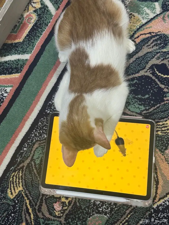 قطط كيتن للتبني 4