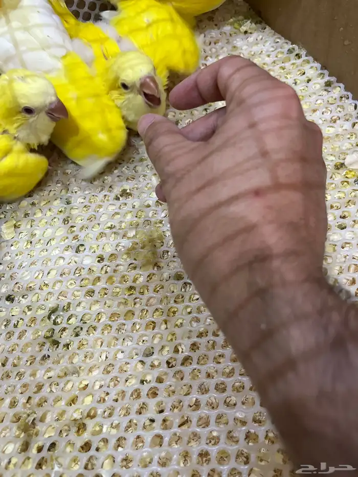 جميع انواع الطيور فروخ غر 2