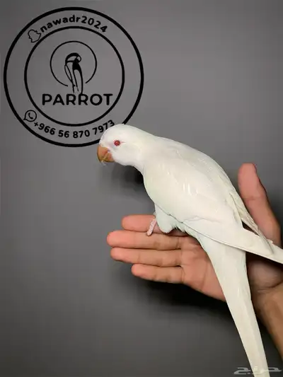 كويكر البينو اليف وهدد (( تم البيع )) 1