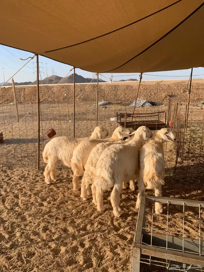 هرفي حري ذبايح مناسبات ذبائح ثلاجه زواجات يوجد صلخ وتوصيل 1