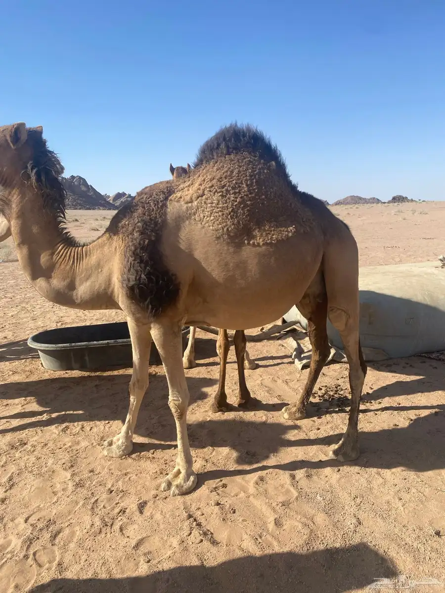 ناقه حمرا لقحه 0