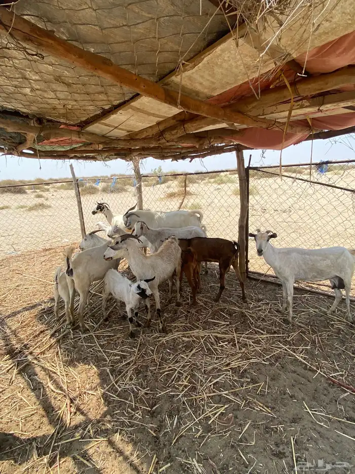 غنم للبيع مناتيج 6