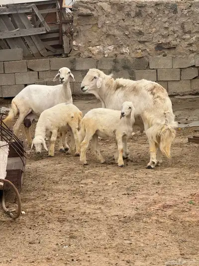 خروف فحل وشاه عليها 2 (تم البيع ) 0