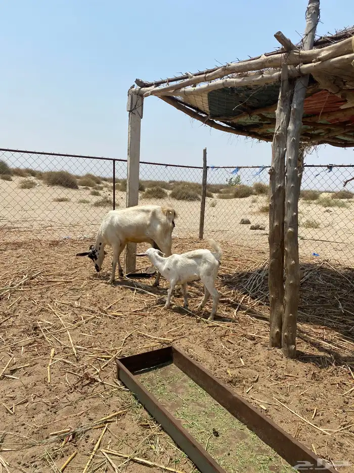غنم للبيع مناتيج 7