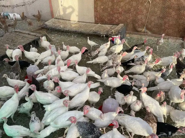 للبيع رومي العدد 30 تقريبا 0