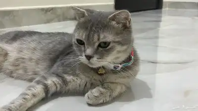 قطه سكوتش انثى منتجه 1