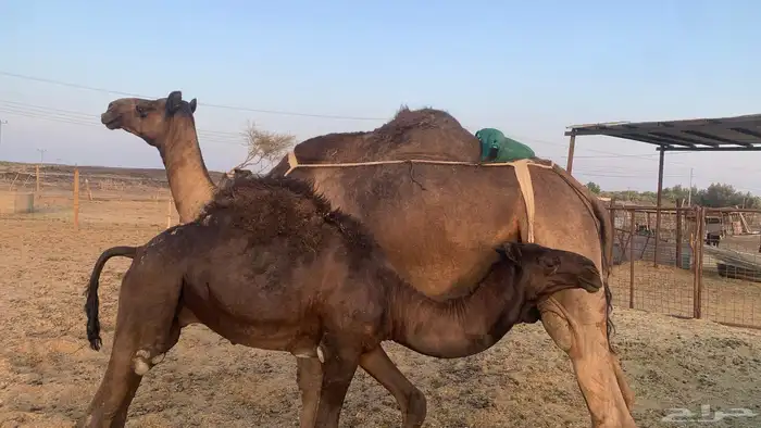 ناقه مجهم كفو 0