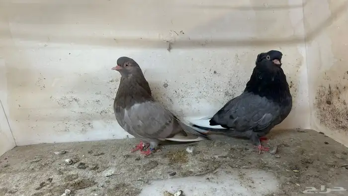 للبيع طيور 5