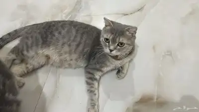 قطه سكوتش انثى منتجه 2