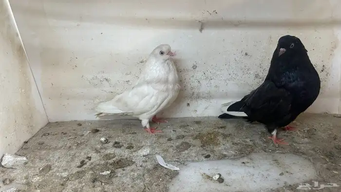 للبيع طيور 0