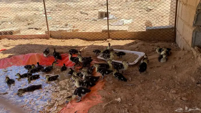 للبيع صيصان بط مصري شرط صحه ونظاف 0