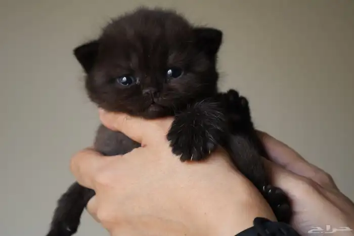 بريتش بلاك انثى 1