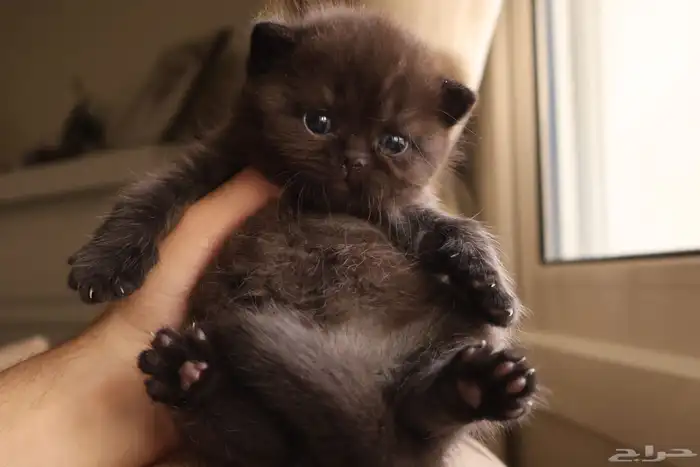 بريتش بلاك انثى 0