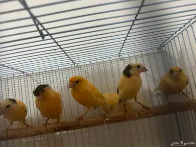 طيور كناري سوري تغرد تغريد جميل اللي يبغى الزين يلحق عليه 2