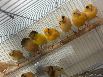 طيور كناري سوري تغرد تغريد جميل اللي يبغى الزين يلحق عليه 0