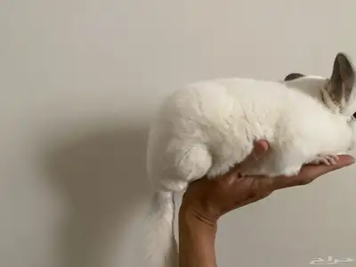 زوج شنشيلا منتج محلي 1