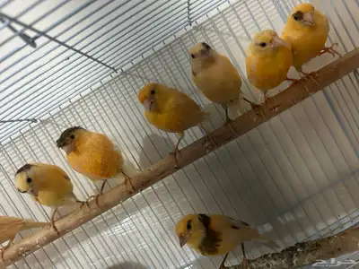 طيور كناري سوري تغرد تغريد جميل اللي يبغى الزين يلحق عليه 4