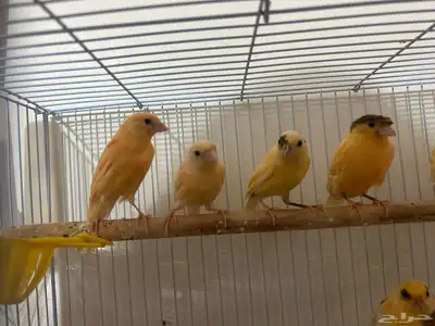 طيور كناري سوري تغرد تغريد جميل اللي يبغى الزين يلحق عليه 1