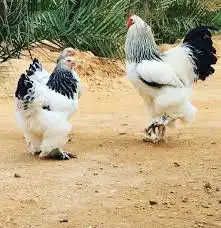 مطلوب دجاج براهما . 0