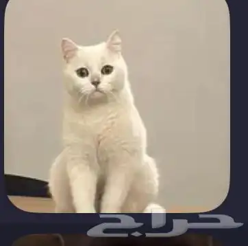 مطلوب بسه شورت هير الي عنده و يبي احد يتبناها يتواصل معي 1