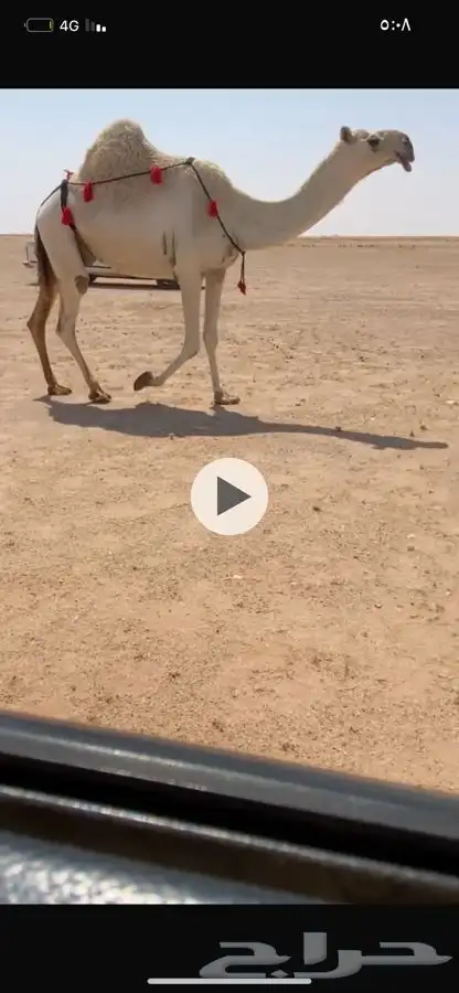 للبيع البل الكفوو 3 لقحات وضريبه 1