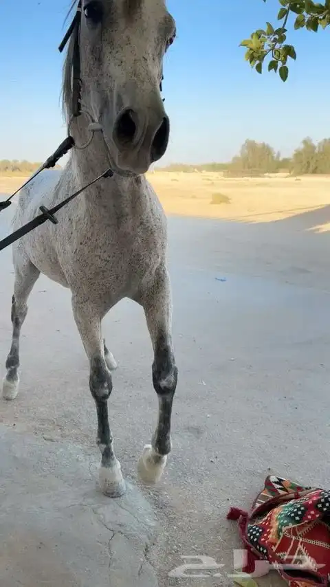 حصان شعبي 2