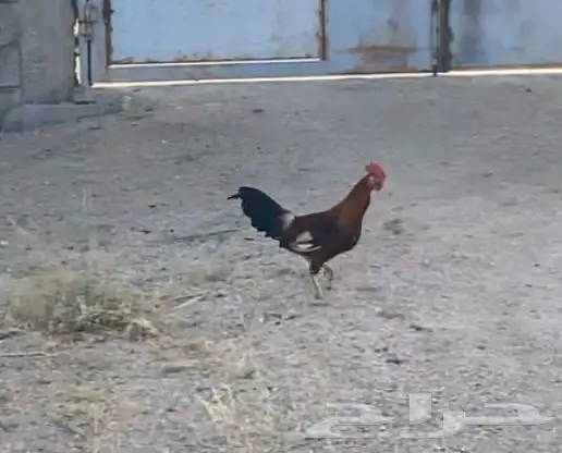 ديك عربي حضان وليس فقاسه 1