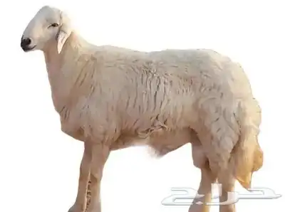 هرافي حري 0