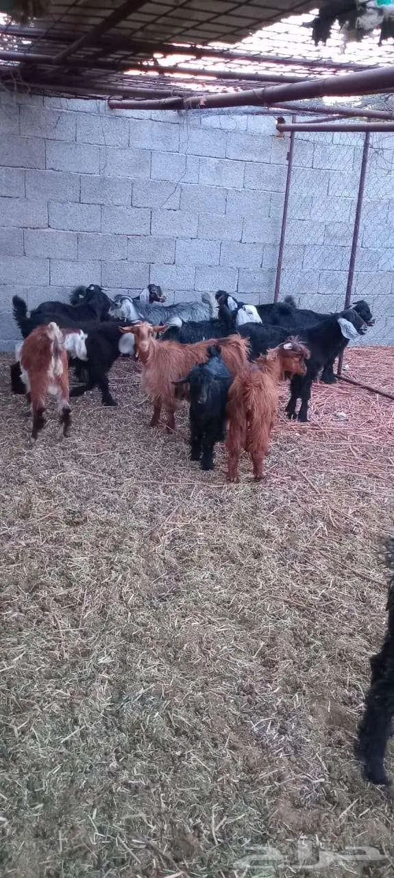 تيوس للبيع 1