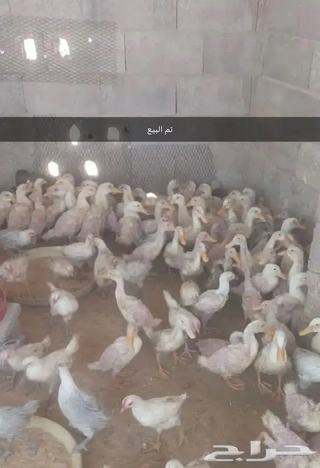 صوص بكيني عرض للي يبي الكميه كامله العدد ممكن 80 جوز تقريبا 0