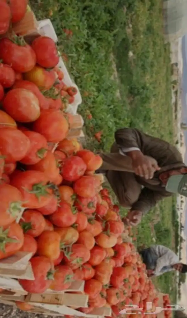 مهندس زراعي -مساح عام-فني كهرباء-ادارة مشاريع- مشغل للمشاريع 5