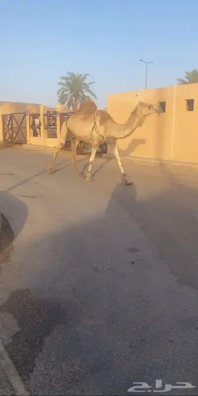 عشرا تحتها قعود السن شاق 1