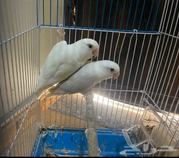 البينو وا باليد 0