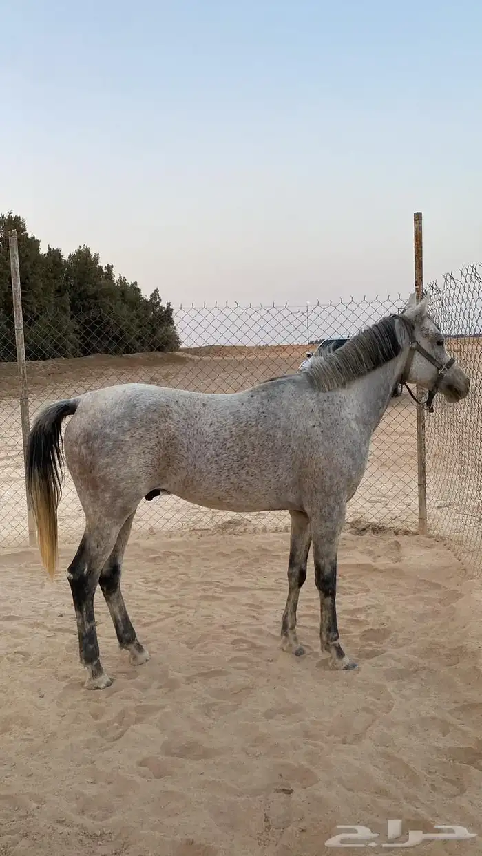 حصان شعبي 3