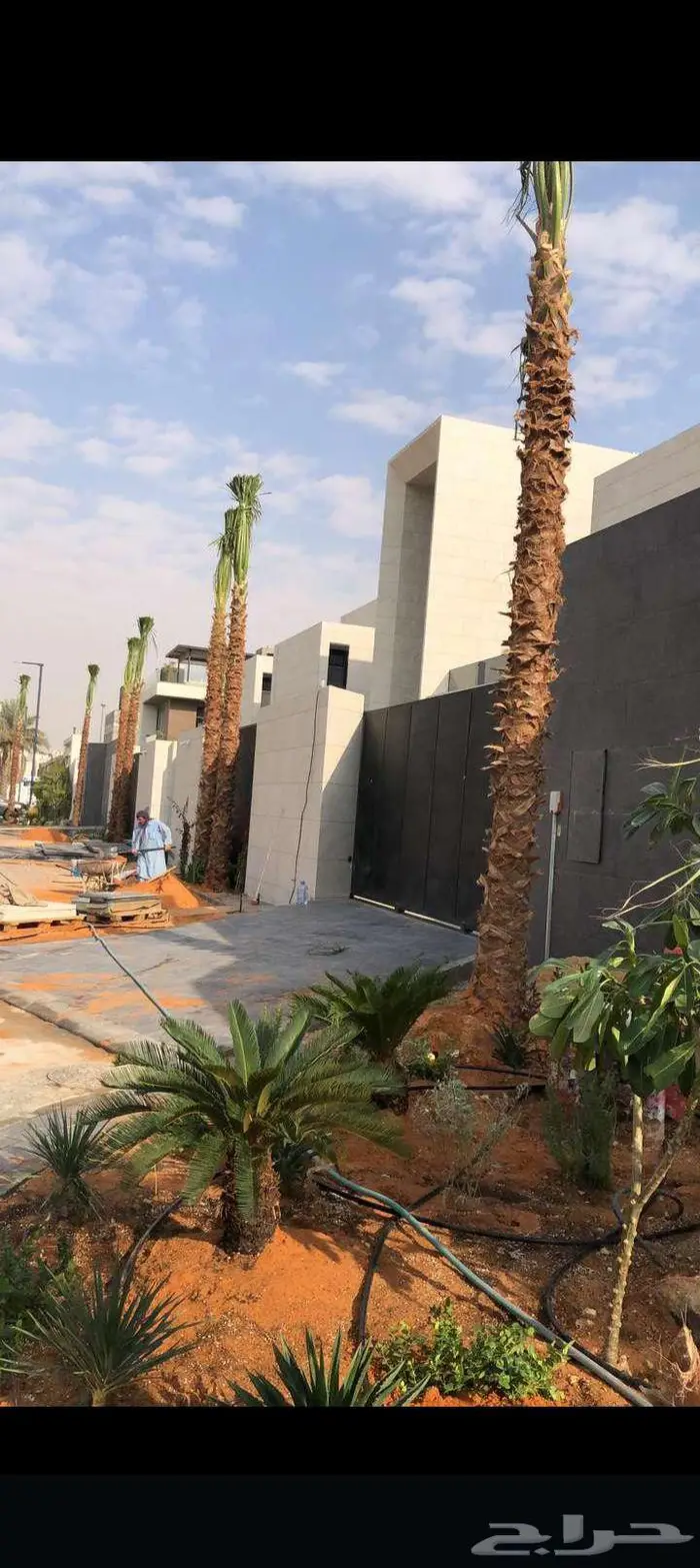 نخل واشنطني 0