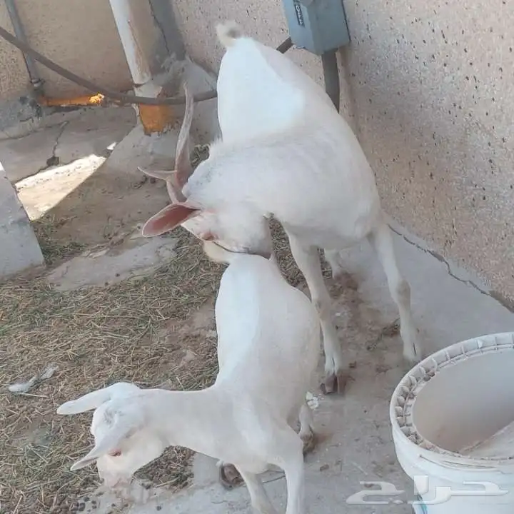 للبيع تيس وعنزه 1