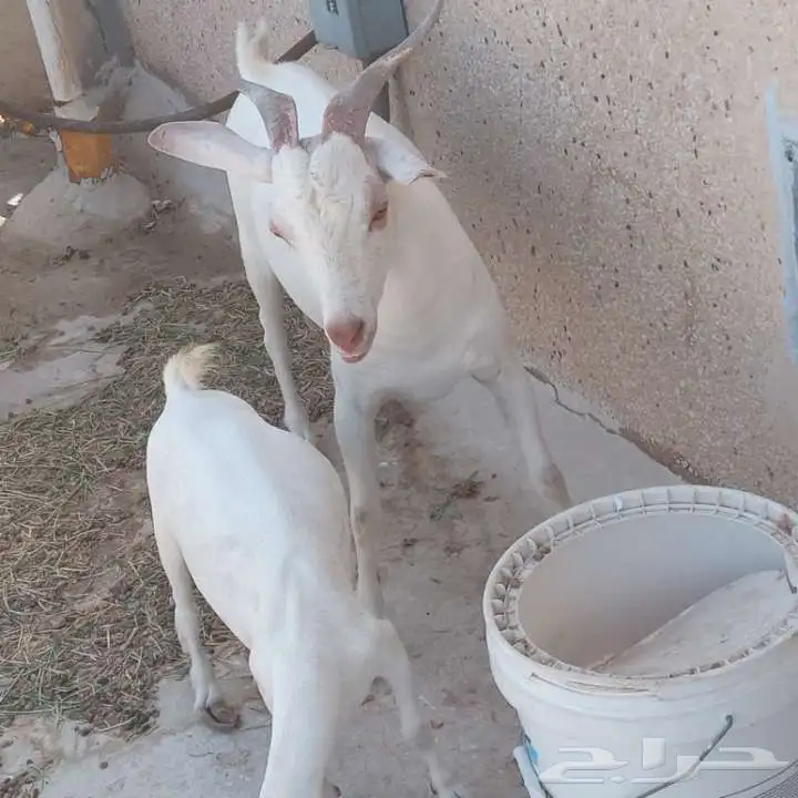 للبيع تيس وعنزه 0