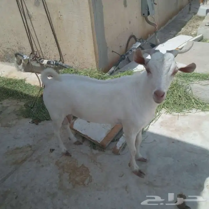 للبيع تيس وعنزه 2