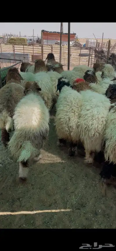 ذبايح بريه عبر تابي 0