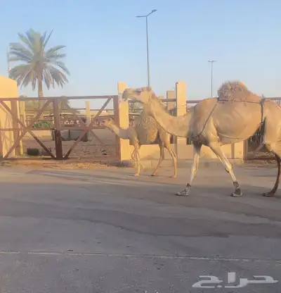 عشرا تحتها قعود السن شاق 0